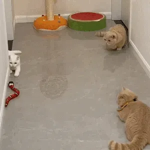 Cat Playing with Toy