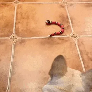 Cat Toy in Action