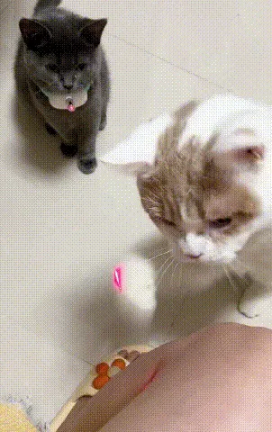 Cat Toy