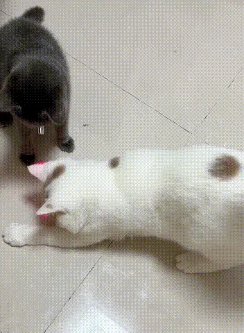 Smart Teasing Cat Collar